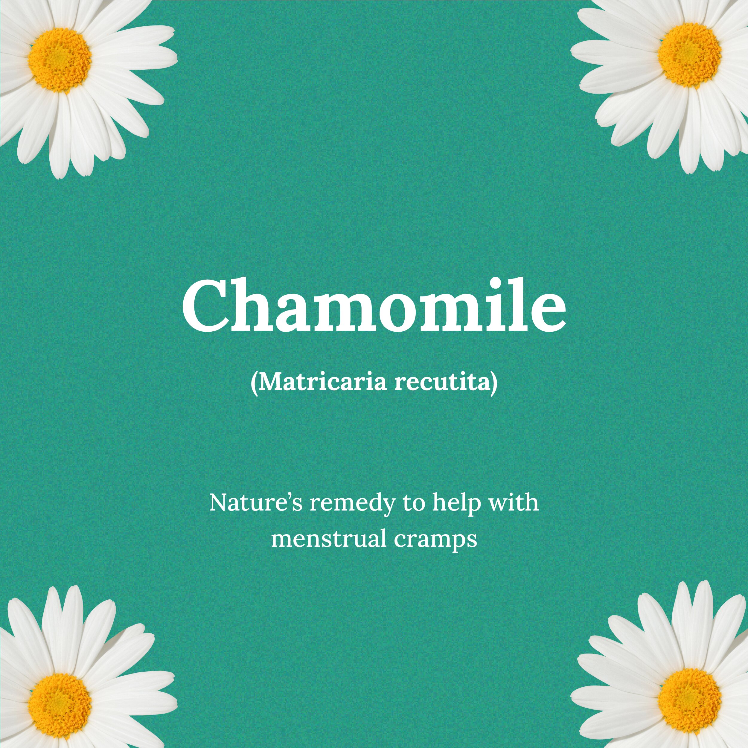 Flat infographic illustration about Chamomile. Green background